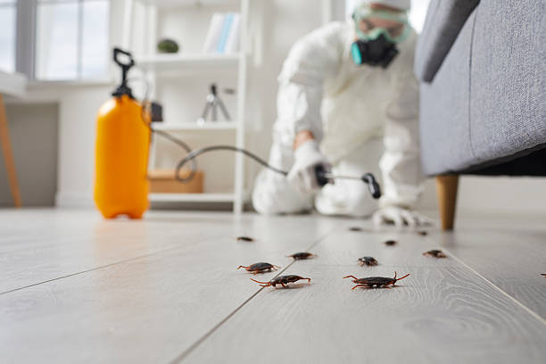 Affordable Termite Control solutions in Caledonia, MI
